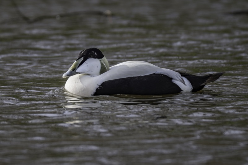 A close-up of a male common eider duck floating on water, showing black and white plumage, with the duck resting its head on its back.