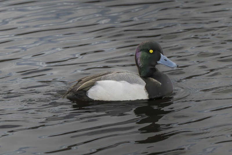 A close-up of a male mallard duck swimming in water, showcasing its colorful head with a greenish-black iridescent sheen, bright yellow eye, and blue-grey bill, with rippling water in the background.