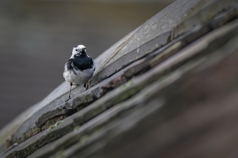 A black and white woodpecker bird perched on a wooden surface.