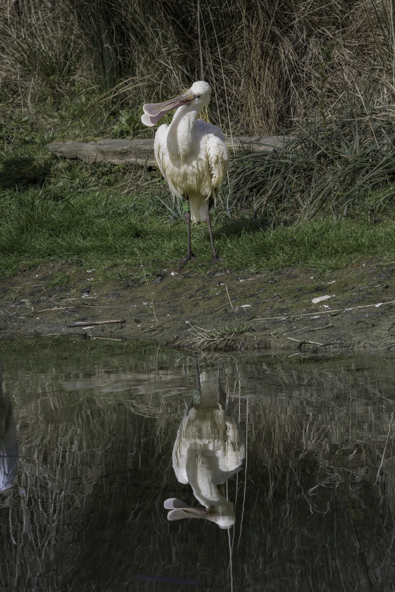 A white pelican standing on the grassy bank of a pond, with its reflection visible in the water.
