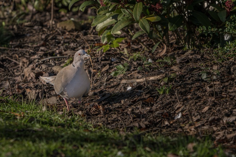 A dove stands on the ground among leaves, twigs, and dirt, with green plants and bushes in the background.
