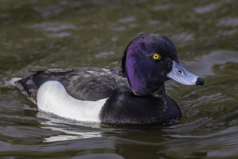 A close-up of a male tufted duck swimming in water, showing iridescent purple and black head, yellow eyes, and white chest with darker back and wings.