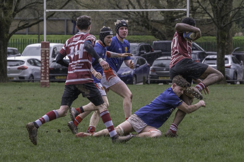 Rugby players in blue and maroon uniforms playing on a grassy field, with some players tackling and others reaching for the ball. There are cars parked in the background under trees.