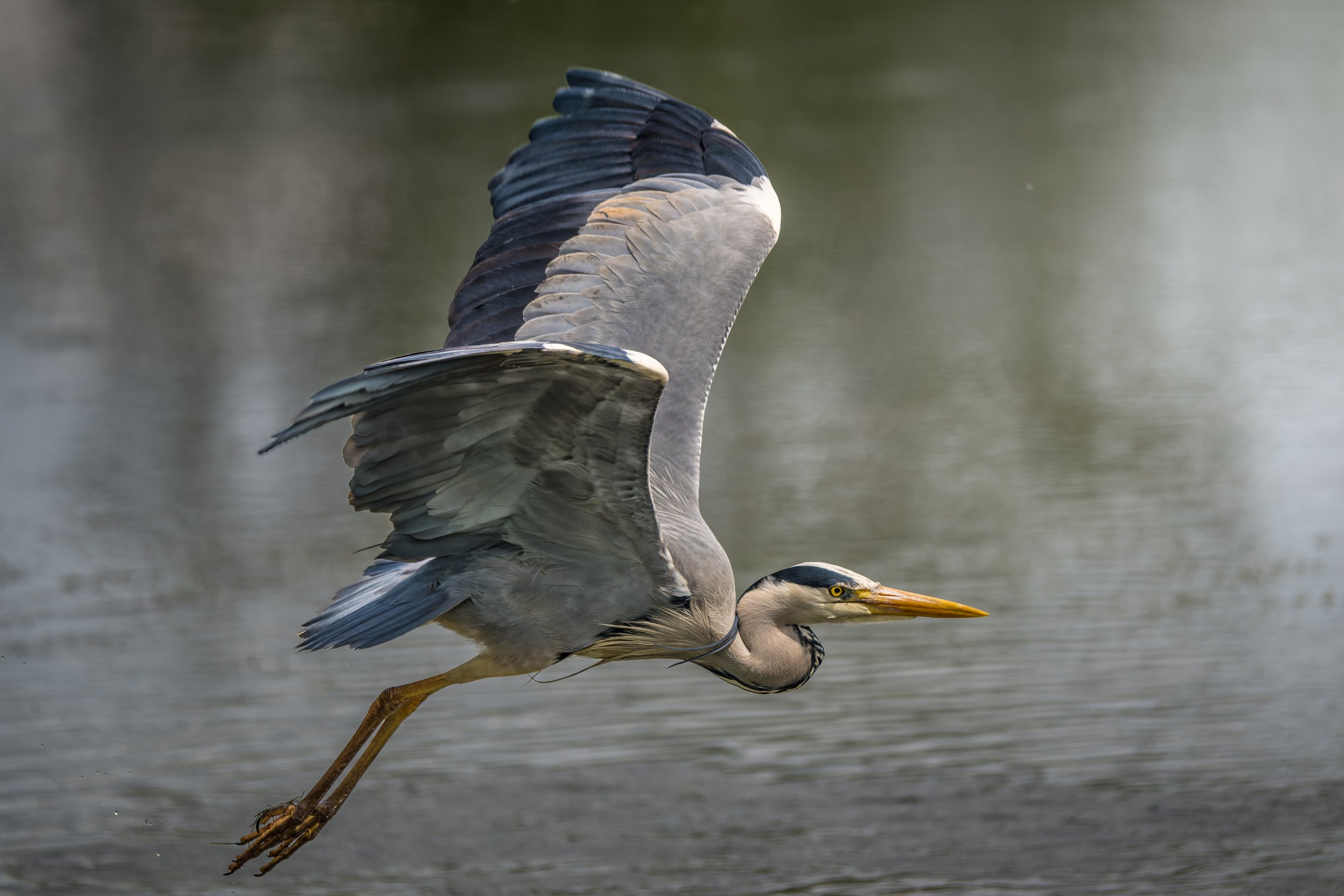 A heron mid-flight above water with wings extended and legs dangling.
