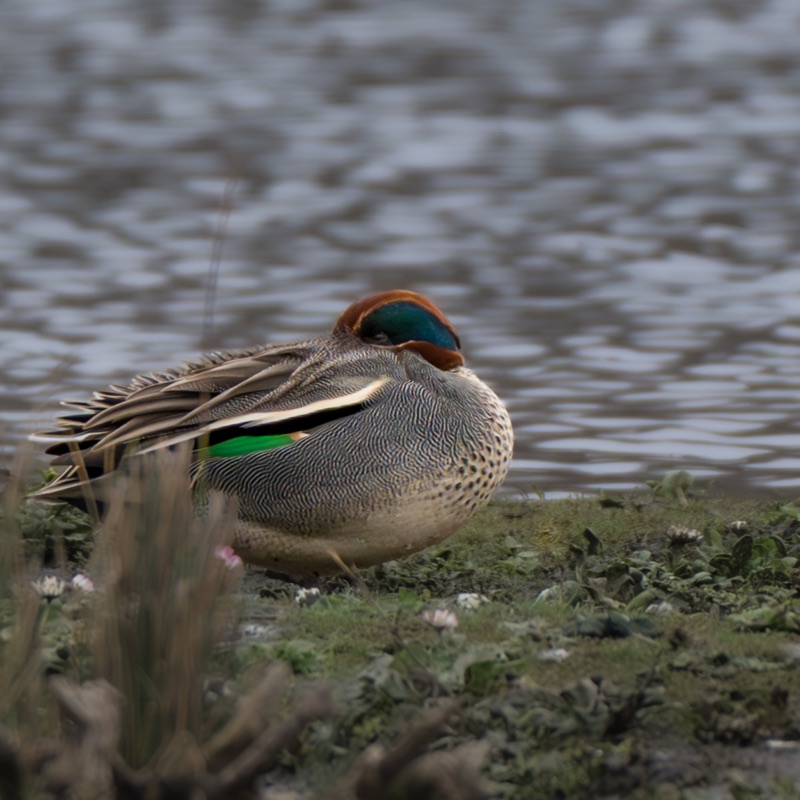 Close-up of a duck with colorful plumage, partially obscured by grass and flowers, in a natural setting with water in the background.