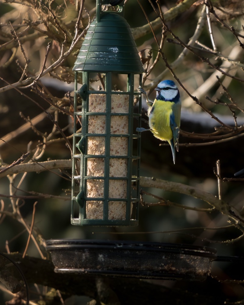A blue tit bird perched on a green bird feeder filled with seed, surrounded by leafless branches.