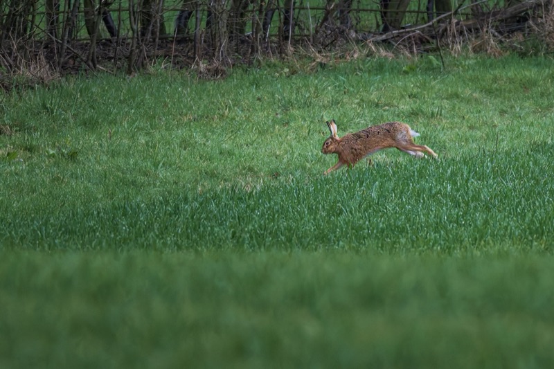 A rabbit running on a grassy area with bushes in the background.