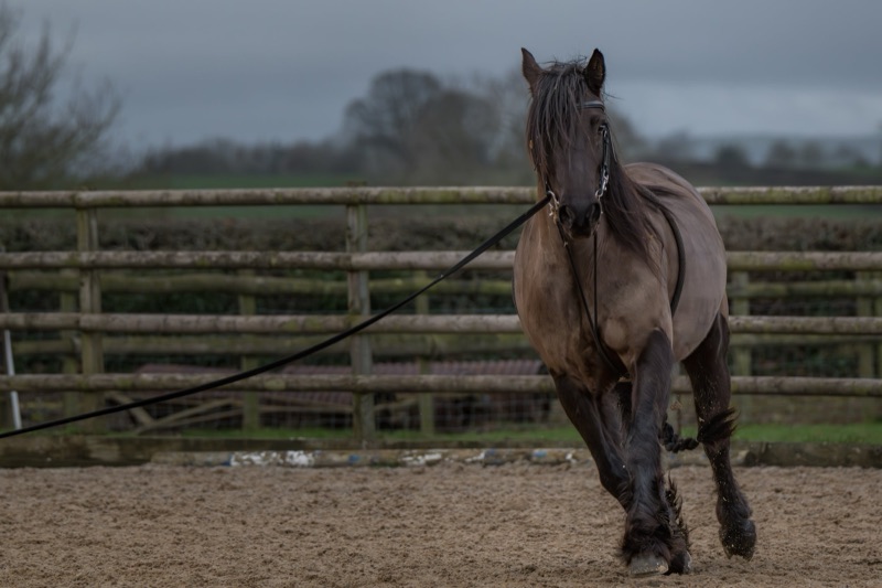 A dark brown horse with a flowing mane stands in a riding arena with a metal fence and rural landscape in the background, overcast sky