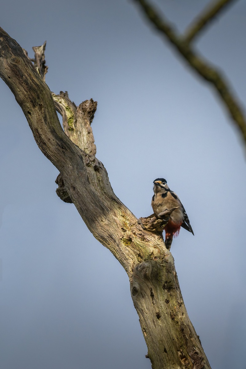 A woodpecker bird standing on a curved tree branch against a blue sky background.