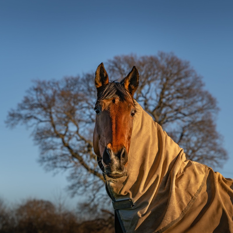 Close-up of a horse wearing a tan jacket and a black collar, with leafless trees and a clear blue sky in the background.