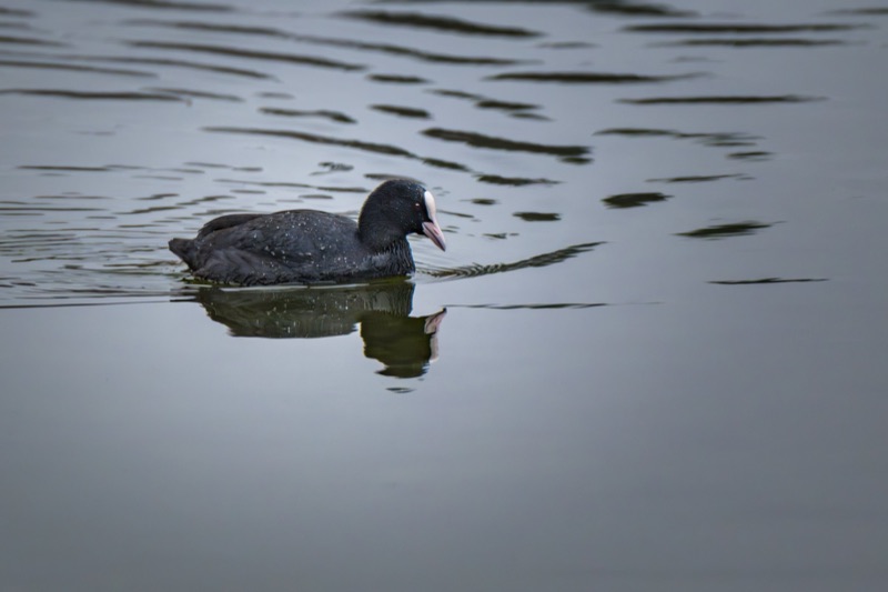 A black bird, likely a coot, swimming in calm water with ripples, and its reflection visible below.