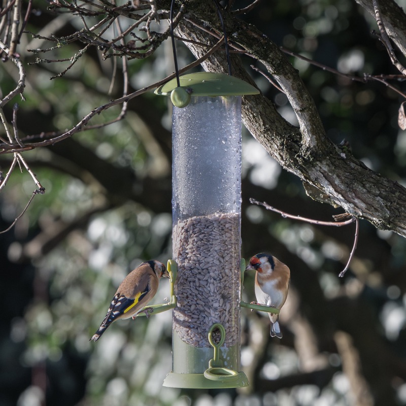 Close-up of a pellet bird feeder hanging from a tree branch, with two colorful birds feeding on the seeds inside.