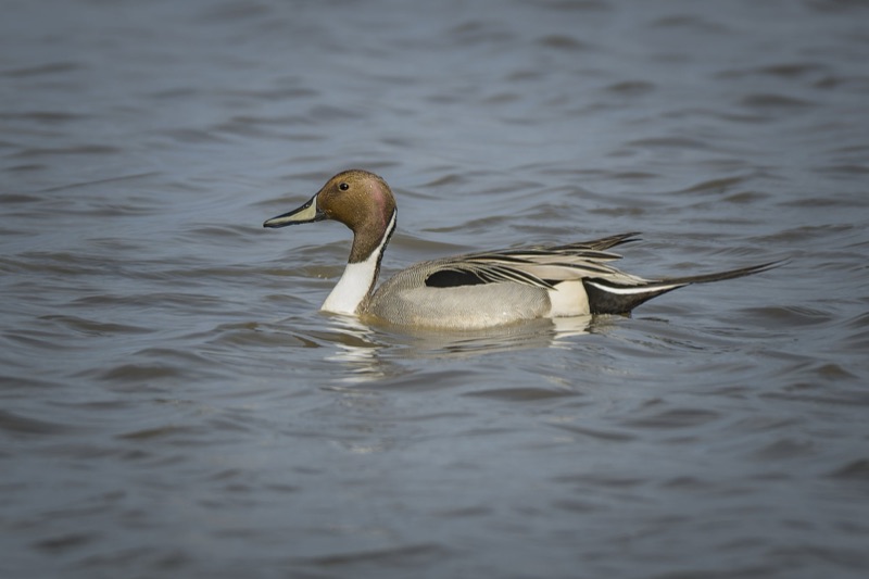 A duck swimming in a body of water with a brown head, black and white stripe on its neck, and patterned gray and white feathers on its back.