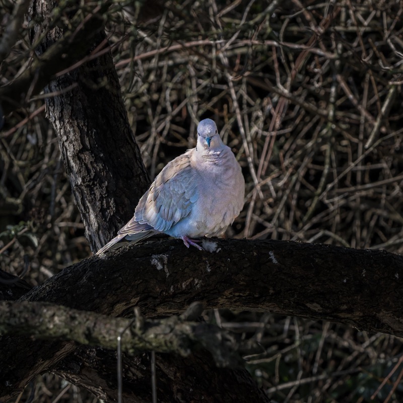 A dove with a blue marking on its beak stands on the ground among dry twigs and branches near a tree trunk in a natural outdoor setting.