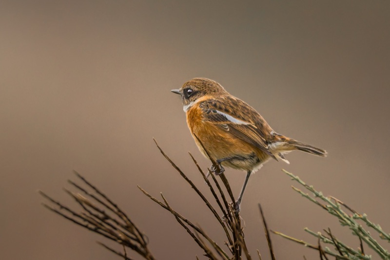 A small bird with brown and tan feathers, black eye markings, and a white patch on its wing, perched on thin branches against a blurred brown background.