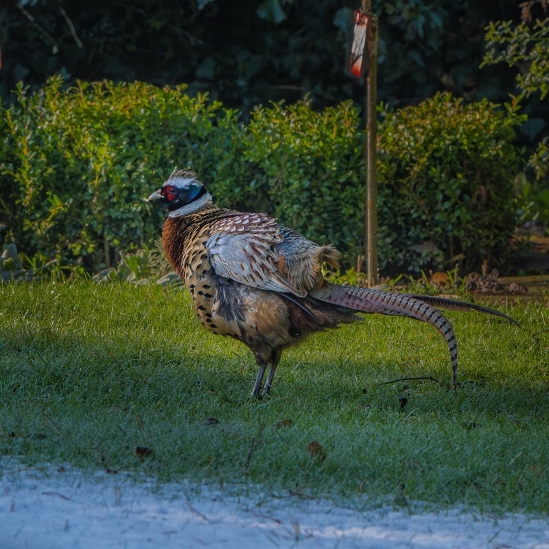 A colorful bird with red, black, and white markings standing on green grass with bushes and trees in the background.