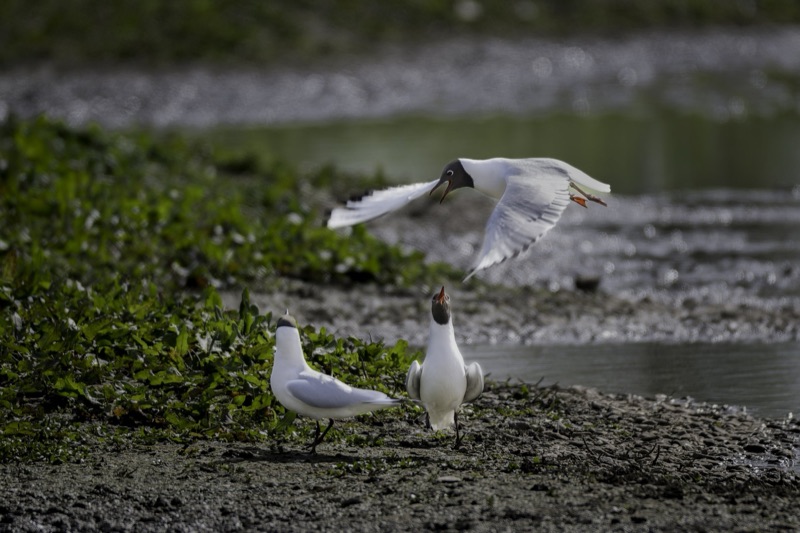 A flock of black-headed gulls on a shoreline, with one gull flying over the water and others resting on the ground surrounded by green plants.