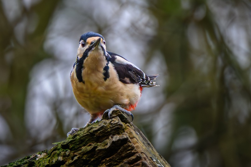 A woodpecker perching on a tree branch in a natural outdoor setting.
