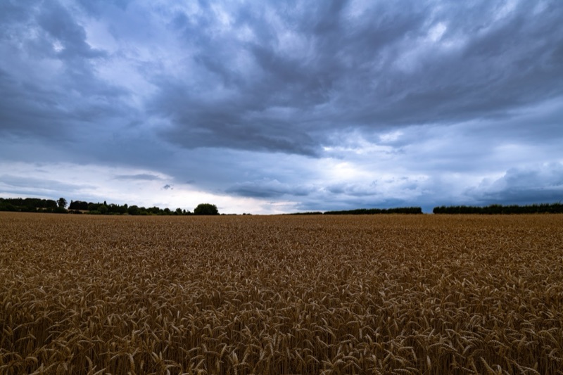 A vast wheat field under a dark, cloudy sky.