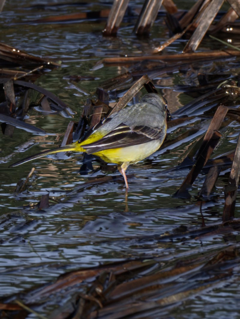 A bird with yellow and gray feathers standing among brown reeds in a water body.