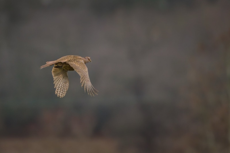 A bird in flight, possibly a hawk or falcon, against a dark, cloudy sky.