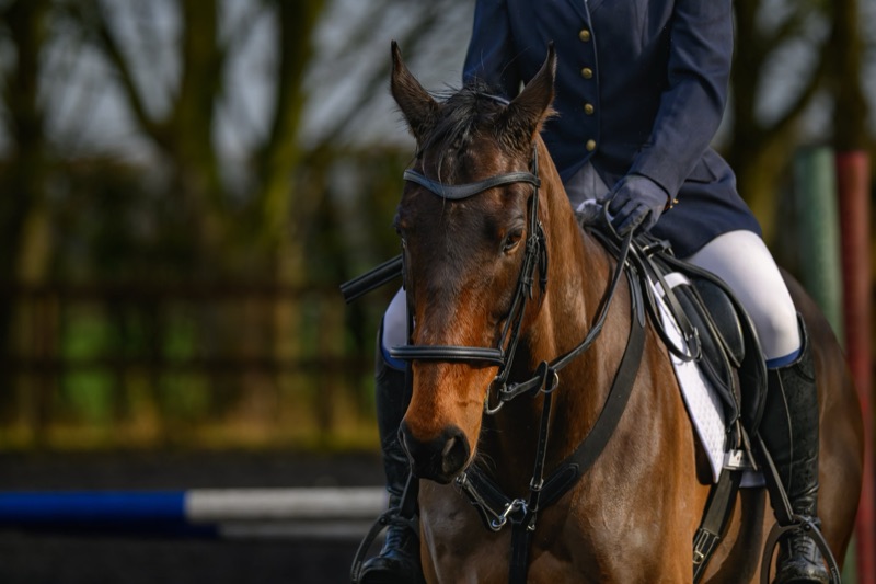 A rider on a brown horse with a black mane navigates an obstacle course outdoors. The rider is dressed in a navy coat and white riding breeches.