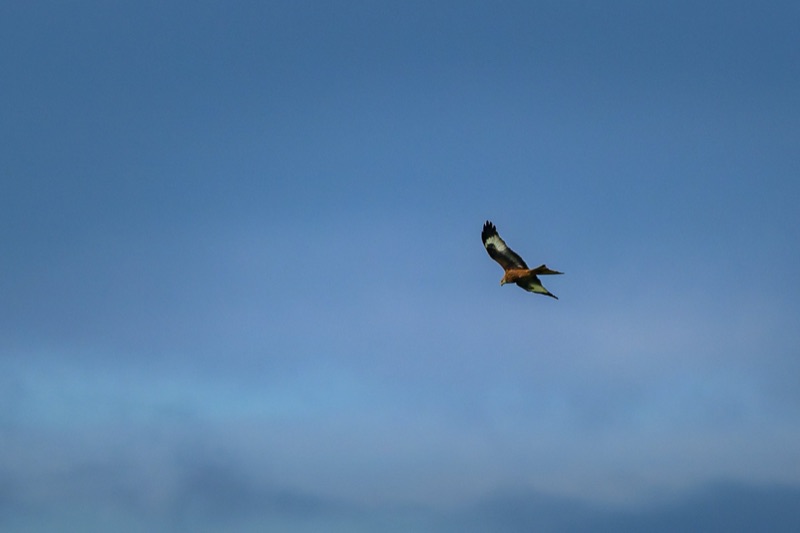 A bird flying in the clear blue sky.
