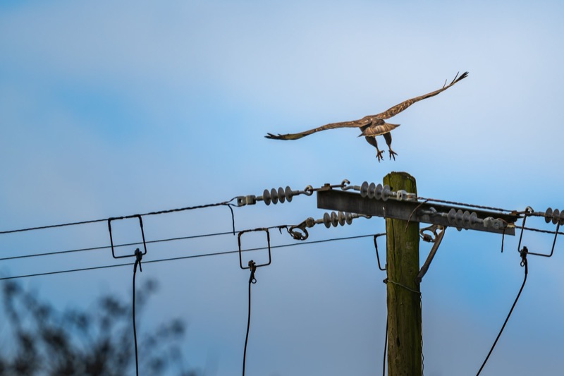 A bird flying in the sky above power lines and a utility pole.