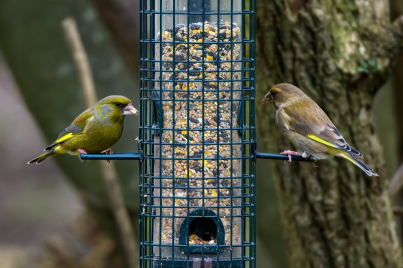 Two small birds at a bird feeder filled with mixed seeds, set against a blurred natural background.