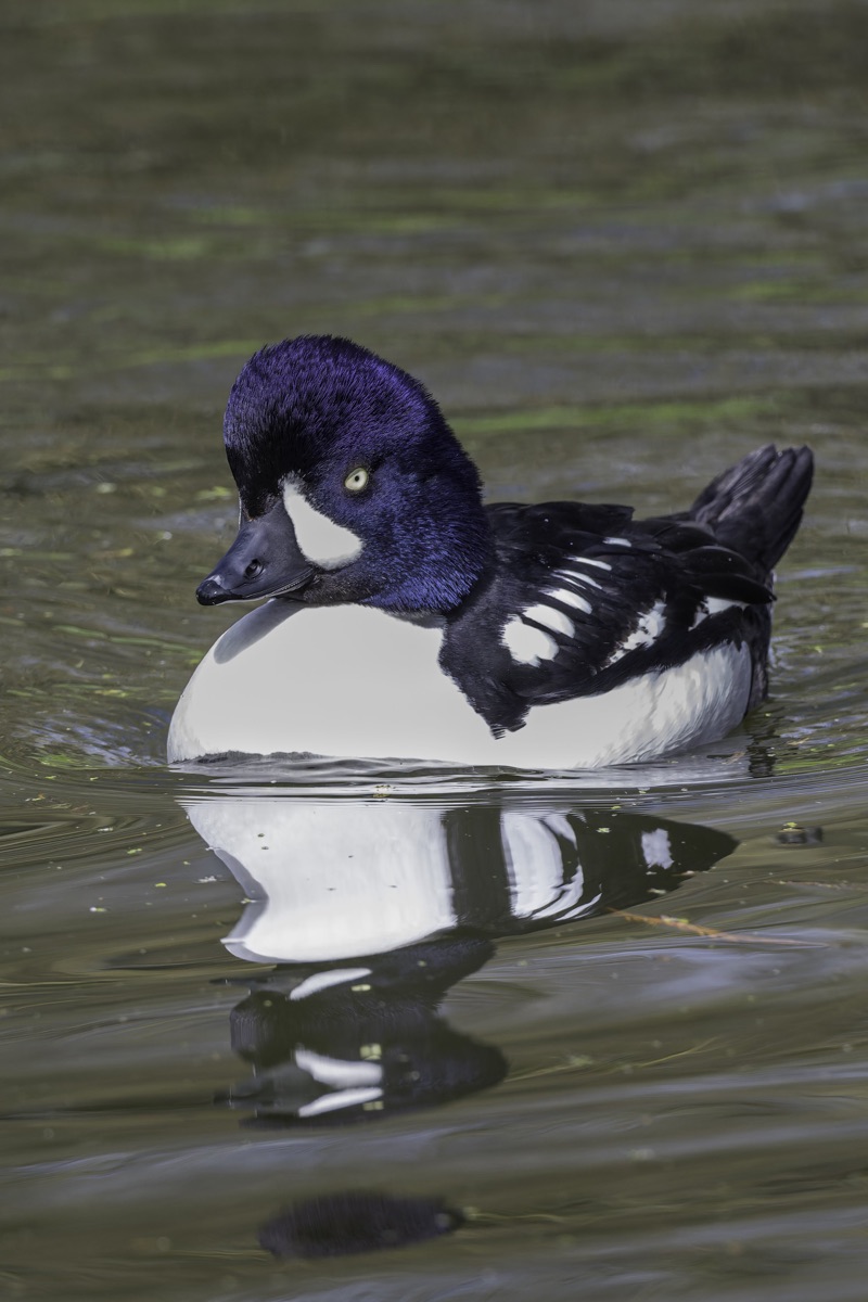 Close-up of a male mallard duck swimming in water. The duck has a vibrant green head, pale yellow eye, and a white ring around its neck. Its body is mostly white with black markings, and the water reflects the duck's image.
