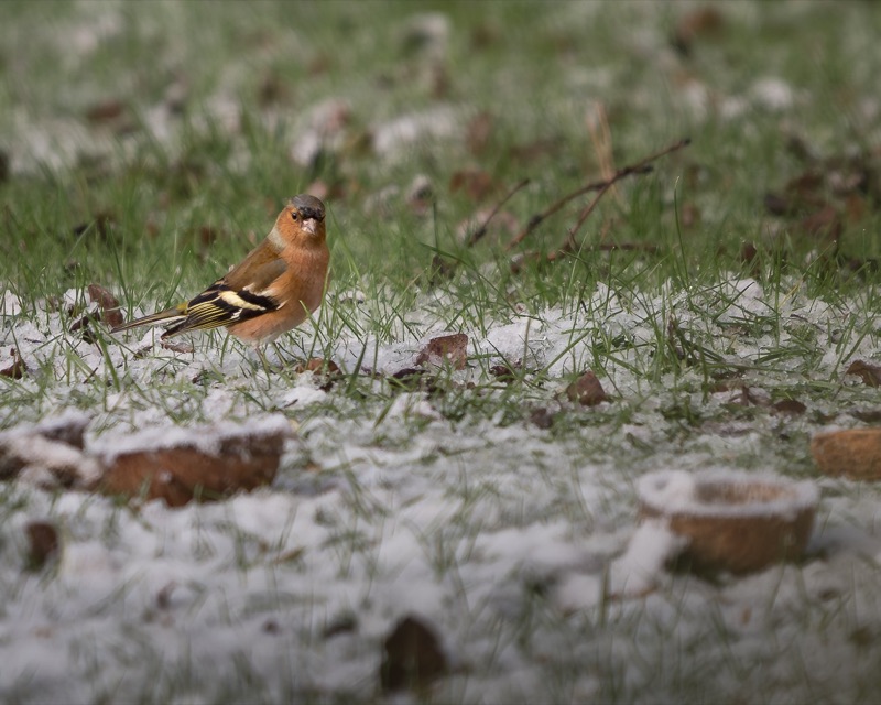 A small bird standing on the ground in a wintery setting with patches of snow, grass, and fallen leaves.