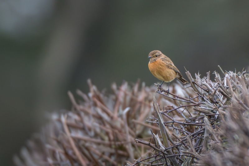 A small bird with brown and orange feathers perched on a bush with dry, twiggy branches.