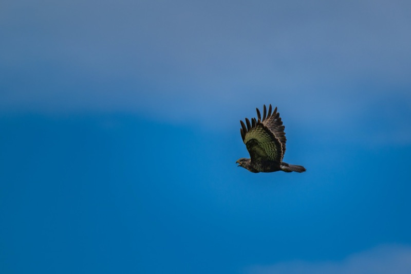 A bird of prey flying against a clear blue sky with its wings spread wide open.