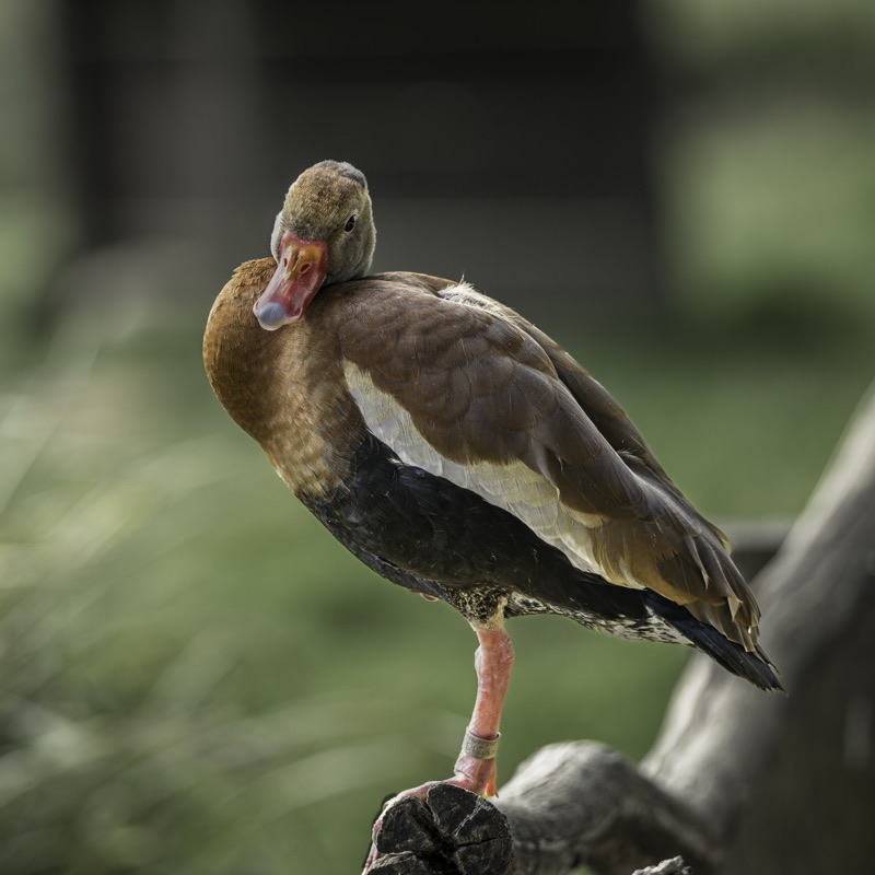 Close-up of a mallard duck standing on a log, with its head tucked into its feathered back, showing brown, greenish, and gray plumage, and a colorful bill. The background is blurry green.