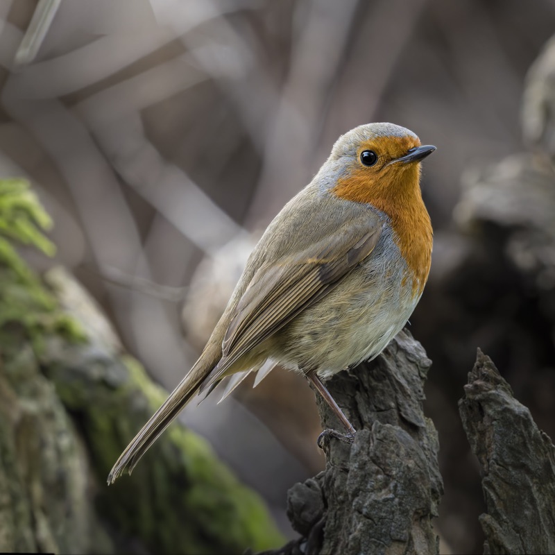 Close-up of a bird with orange, gray, and white feathers perched on a rough tree trunk.