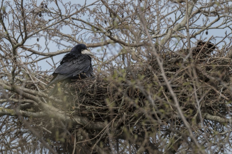 A black bird with a light-colored beak perched among leafless branches of a nest in a tree against a cloudy sky.