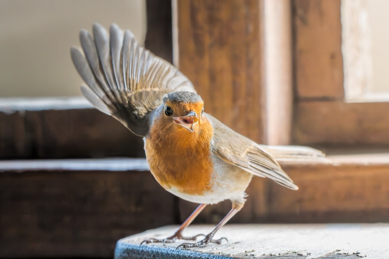 A small bird with a bright orange face and breast, gray wings, and a dark coloration on its head, standing on a concrete surface with a wooden background.