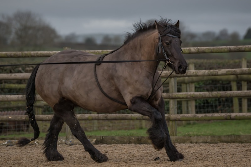 A brown and black horse running in an outdoor riding arena, with a wooden fence and cloudy sky in the background.