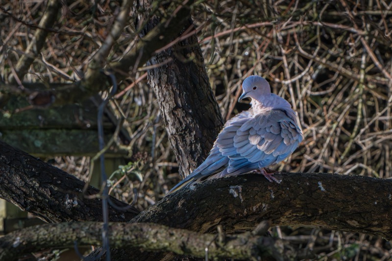 A white dove perched on a tree branch amidst a tangled background of twigs and branches.