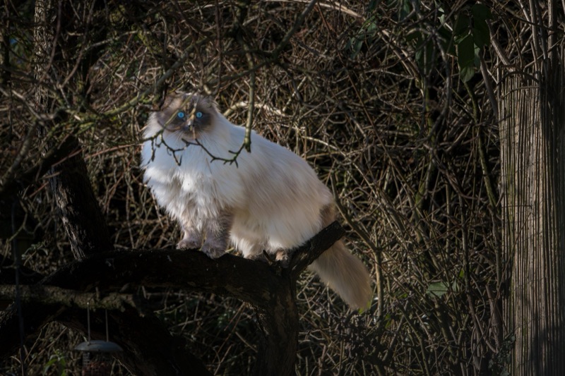 A fluffy cat with blue eyes perched on a tree branch among dense branches and foliage.