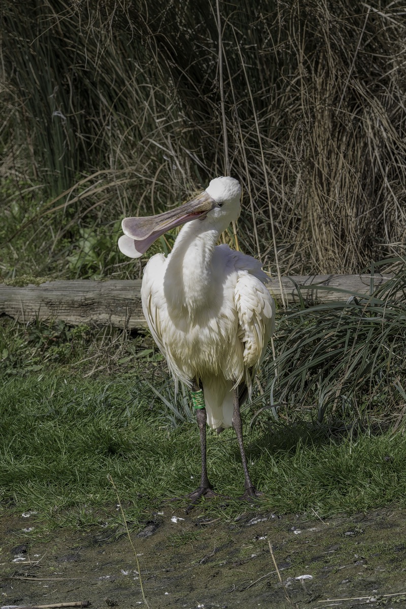 A white pelican standing on a muddy area with grass, reeds, and dried plants in the background.