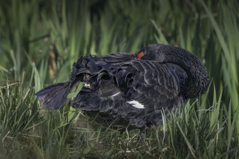 A black bird with a red beak and eye resting among green grass and tall plants.
