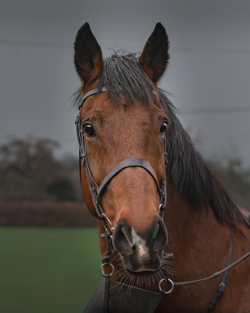Close-up of a brown horse with a black mane, wearing a bridle, standing outdoors on a cloudy day.