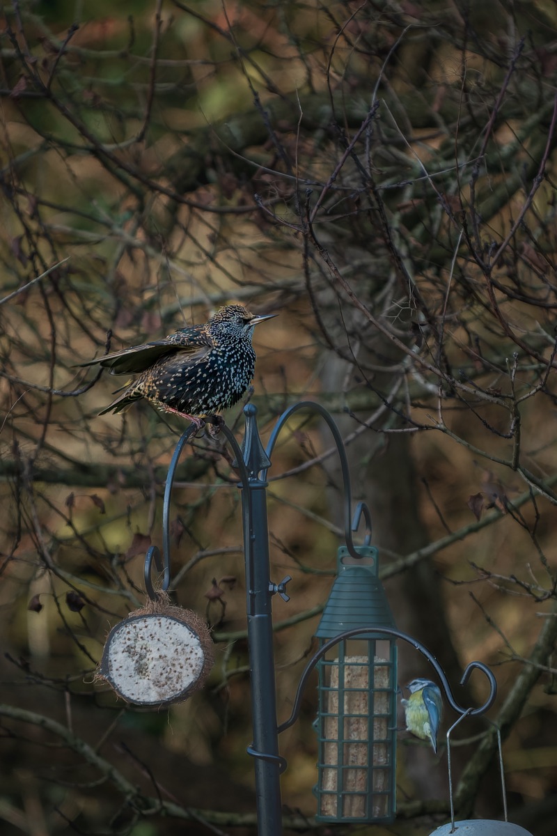 A starling perched on a bird feeder pole in a leafless tree, with a blue tit on a hanging feeder below.