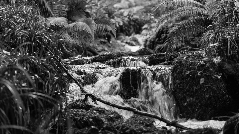 Black and white photo of a small flowing stream in a lush forest with ferns and dense vegetation surrounding it.