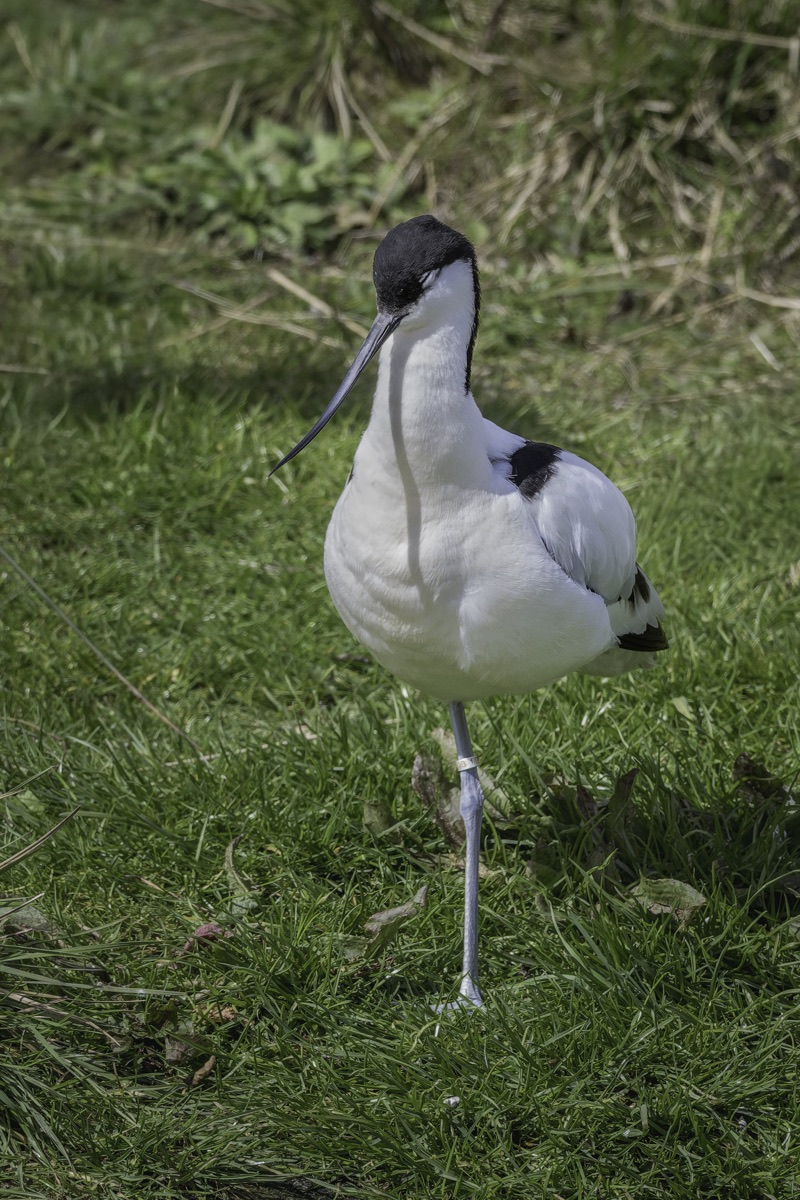 A black-and-white bird standing on grass, with a long, pointed beak and a band on its leg, surrounded by green grass and foliage.