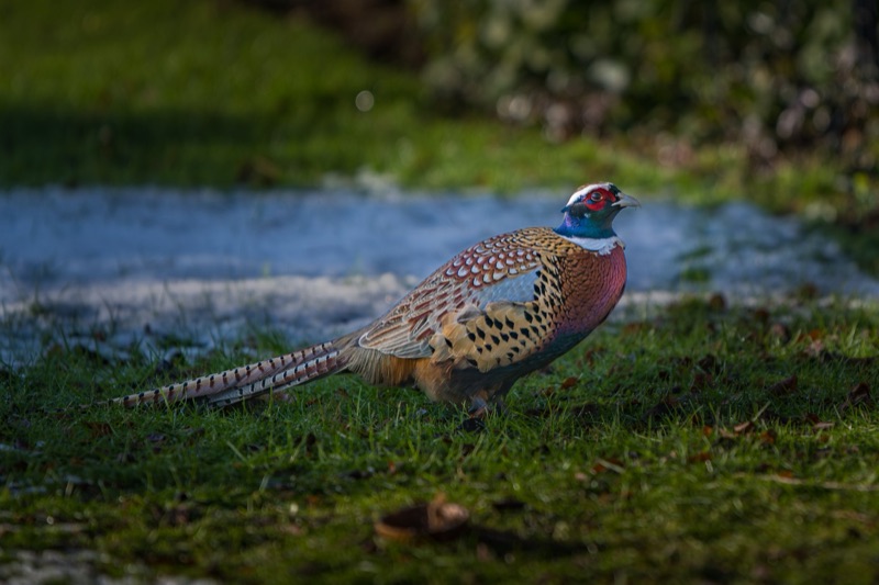 Colorful pheasant with iridescent feathers standing on green grass with blurred green and brown foliage in the background.