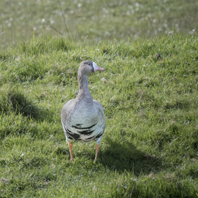 A realistic model of a goose in a grassy field with a blurred background.
