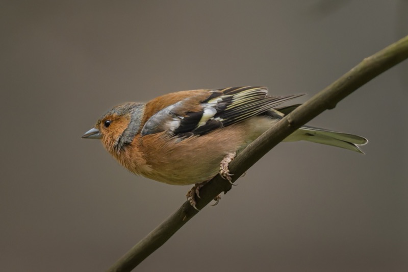 Close-up of a small bird with brown, black, and white feathers perched on a thin branch against a blurred gray background.