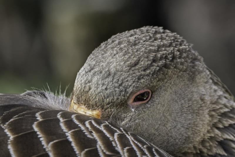 Close-up of a bird, showing its head and part of its wing, with detailed feathers and a pinkish eye.